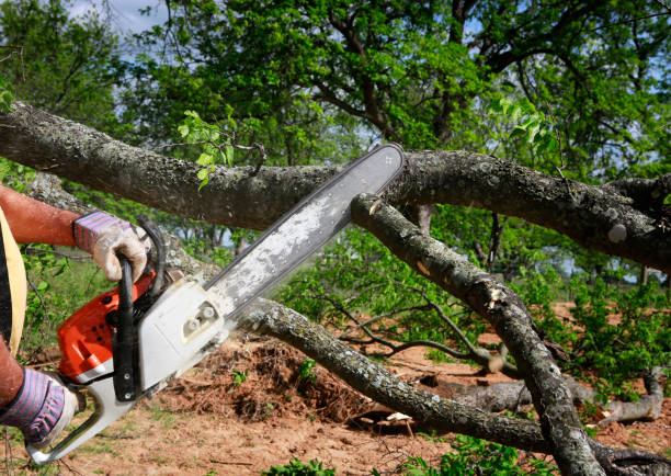 How Our Tree Care Process Works  in  Winnebago, IL